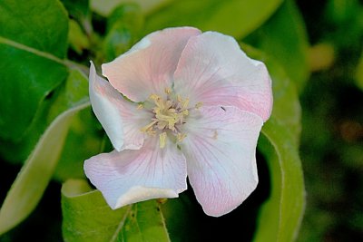 Cydonia oblonga - kdouloň obecná - květ - detail